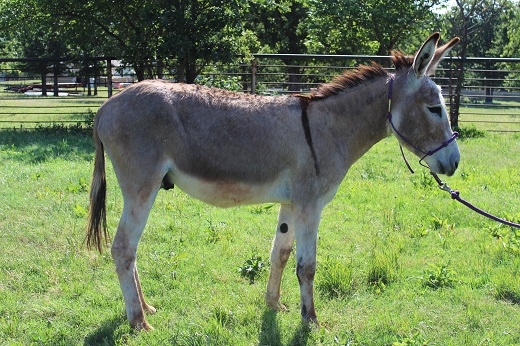 Wonky the Donkey